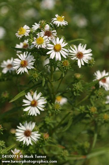 Eaton's Aster blossoms & foliage 