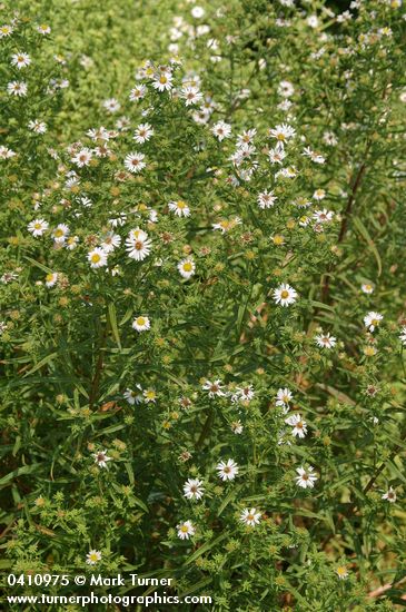 Eaton's Asters