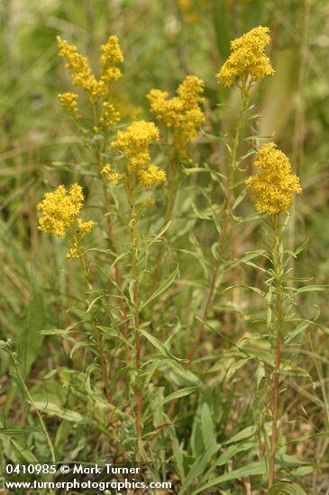 Missouri Goldenrod