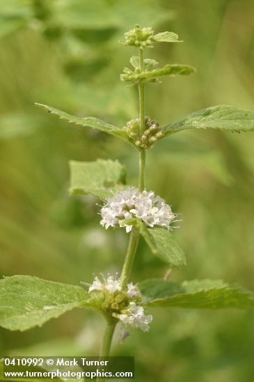 Field Mint blossoms & foliage