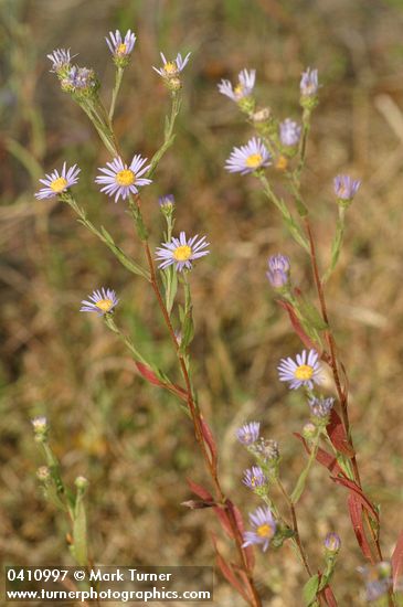 Longleaf Asters