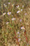 Longleaf Asters