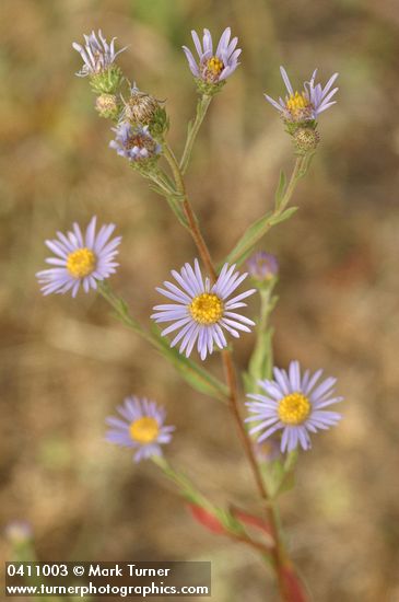 Longleaf Aster blossoms