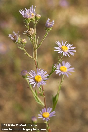 Longleaf Aster blossoms