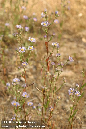 Longleaf Asters