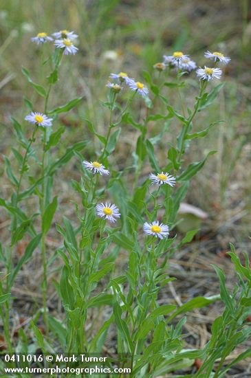 Showy Fleabane