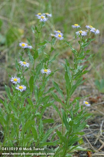 Showy Fleabane