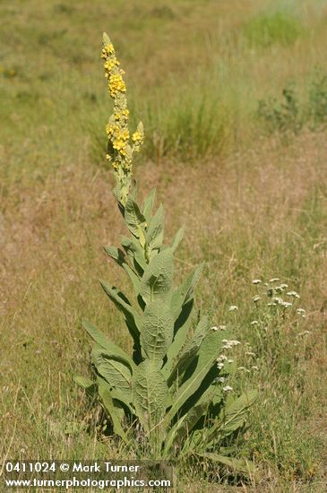 Woolly Mullein