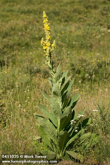 Woolly Mullein