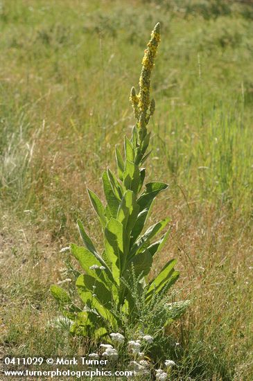 Woolly Mullein