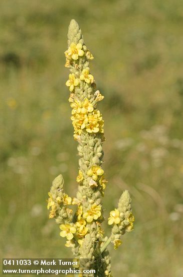 Woolly Mullein blossoms