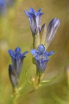Marsh Gentian blossoms