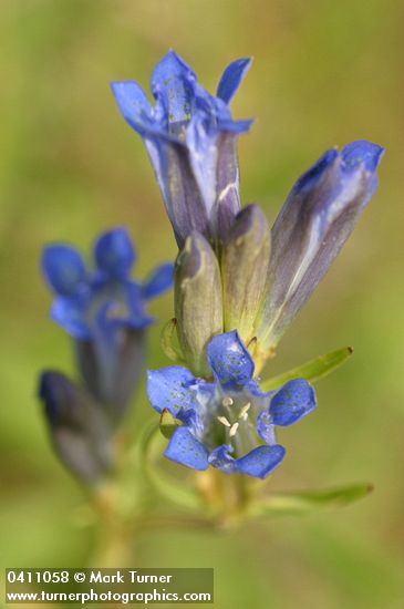 Marsh Gentian blossoms