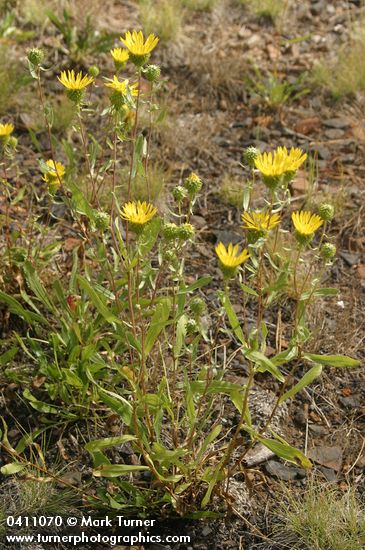 Low Gumweed