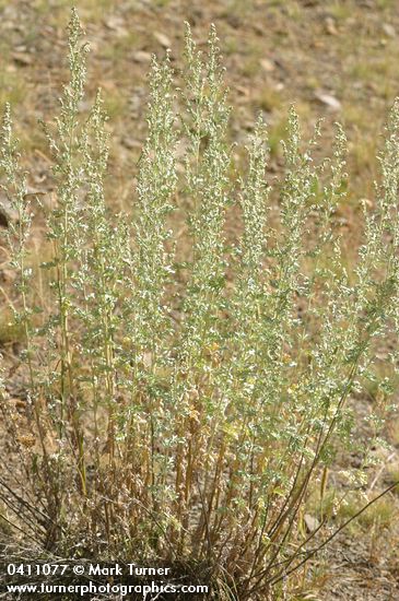Common Wormwood