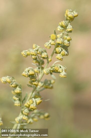 Common Wormwood blossoms & foliage