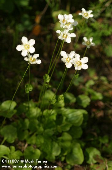 Fringed Grass of Parnassus