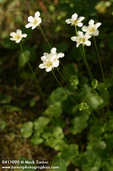 Fringed Grass of Parnassus