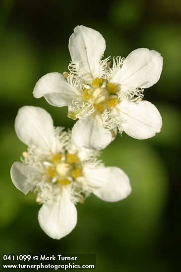 Fringed Grass of Parnassus blossoms detail