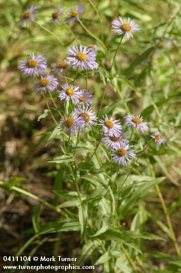 Three-nerved Daisies