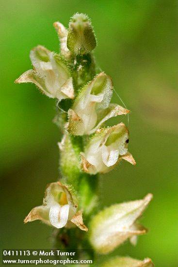 Rattlesnake-plantain blossoms detail