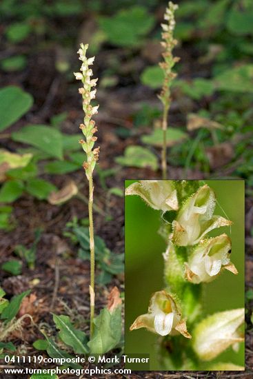 Rattlesnake-plantain