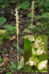 Rattlesnake-plantain