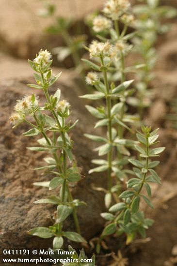 Many-flowered Bedstraw