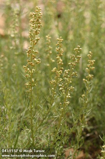 Lemon Sagewort blossoms & foliage
