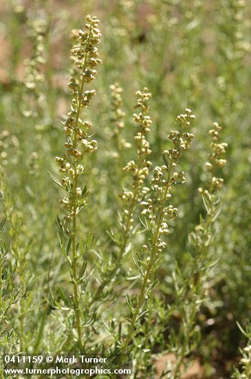 Lemon Sagewort blossoms & foliage