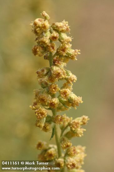 Lemon Sagewort blossoms detail