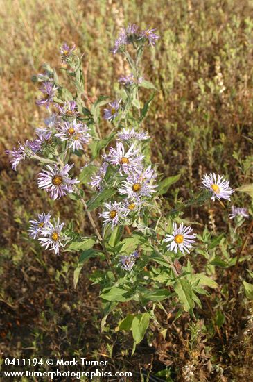 Cusick's Aster