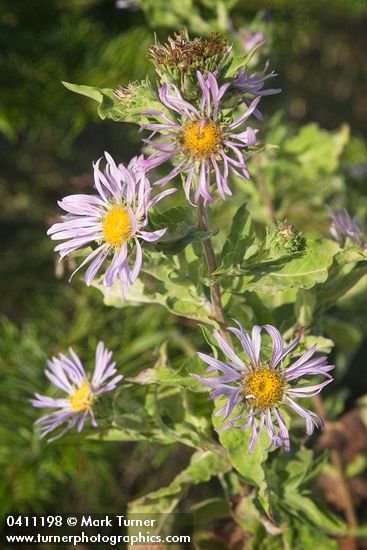 Cusick's Aster blossoms & foliage detail