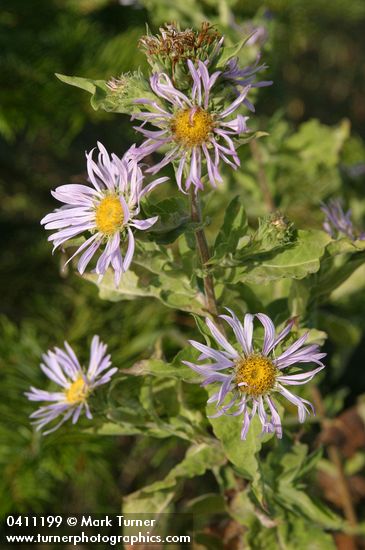 Cusick's Aster blossoms & foliage detail