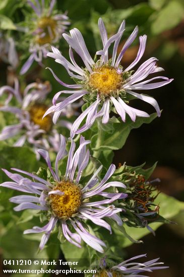 Cusick's Aster blossoms detail