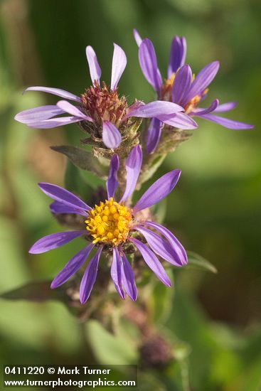 Sticky Aster blossoms detail