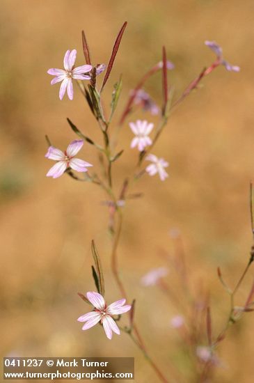 Autumn Willowherb blossoms