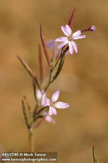 Autumn Willowherb blossoms