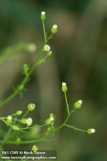 Horseweed blossoms