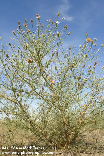 Hoary Aster against blue sky