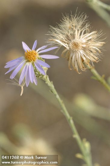 Hoary Aster blossom & seed head detail