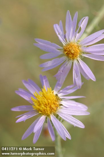 Hoary Aster blossoms detail