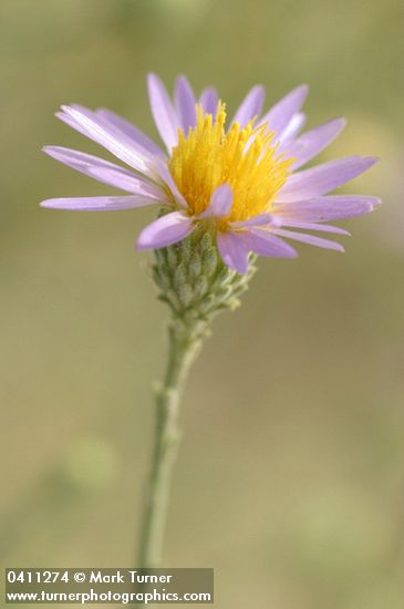Hoary Aster blossom detail