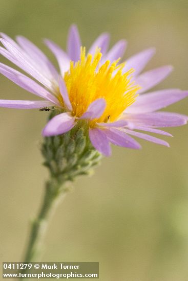 Hoary Aster blossom detail