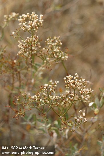 Slender Buckwheat