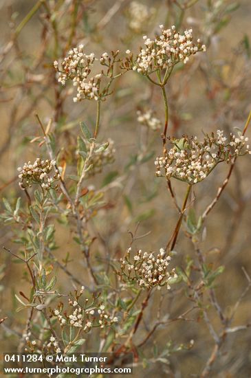 Slender Buckwheat
