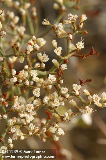 Slender Buckwheat blossoms detail