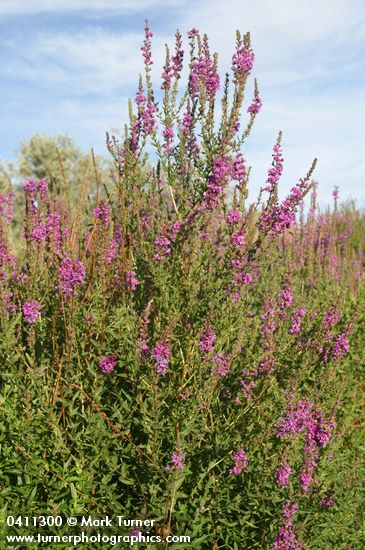 Purple Loosestrife