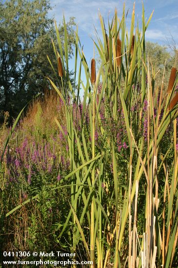 Purple Loosestrife among Cattails