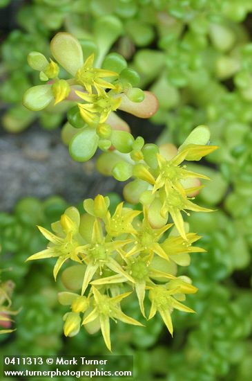 Oregon Stonecrop blossoms detail